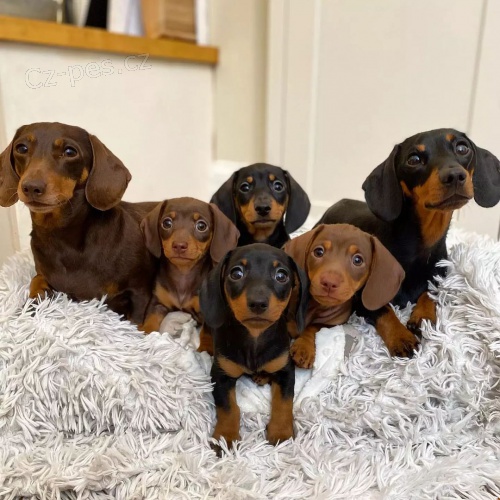 zdrav�, o�kovan� a od�erven� �t��ata jezev��k� k adopci