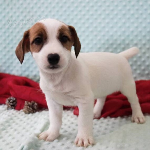 Prod�m zdrav� �t��ata jack russell teri�ra.