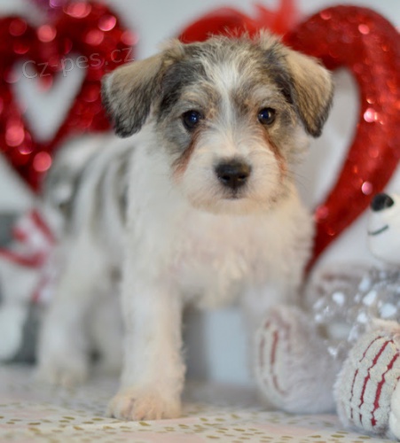 Prod�m kr�sn� a rozko�n� �t��ata mal�ho kn�ra�e.