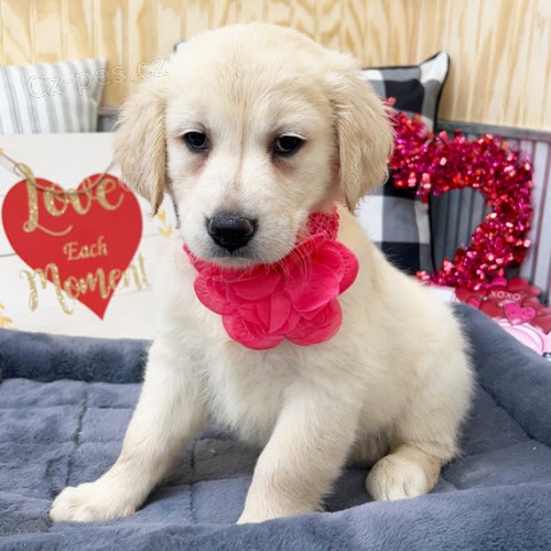 Prod�m �t��ata zlat�ho retr�vra.