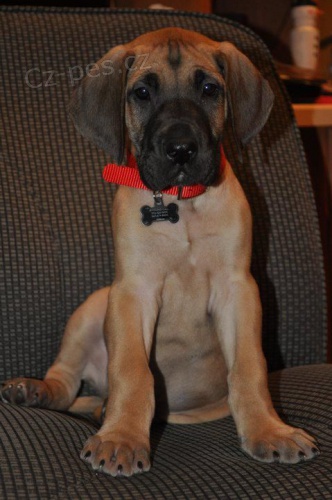 �t��ata n�meck� dogy k adopci. Jsou o�kovan� a od�erven�.