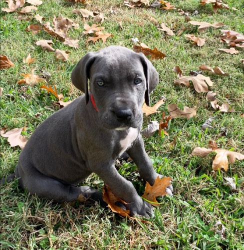 �t��ata n�meck� dogy k adopci. Jsou o�kovan� a od�erven�.