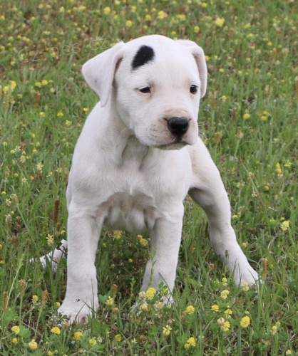 Prod�m kr�snou argentinskou dogu. M�me k prodeji n�kolik o�kovan�ch a od�erven�ch litr� �t��at argentinsk�ch ps�.