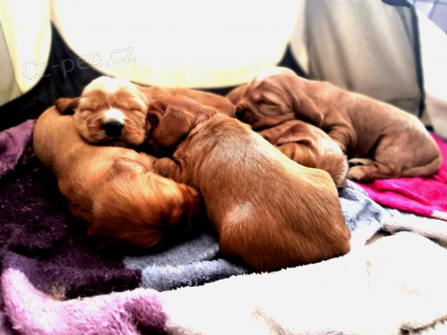 Prod�m �t��ata anglick� kokr�pan�l zlat�