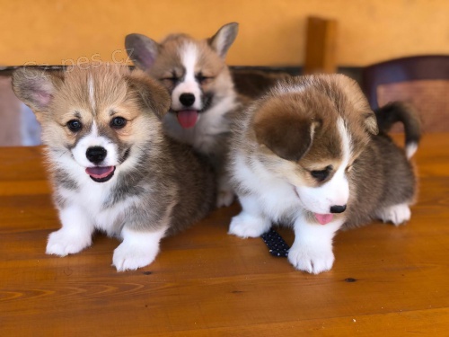 Welsh Corgi �t��ata