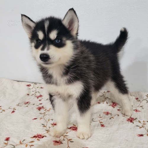 �t�n� sibi�sk�ho huskyho k adopci. �t���tka jsou v�echna od�erven�, o�kovan� a socializovan�.