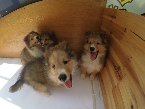 �t��ata shetlandsk�ho ov��ka k adopci.