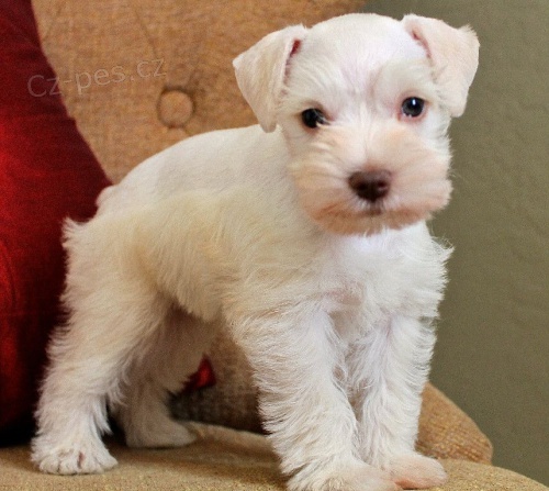 �t��ata mal�ho kn�ra�e k adopci.