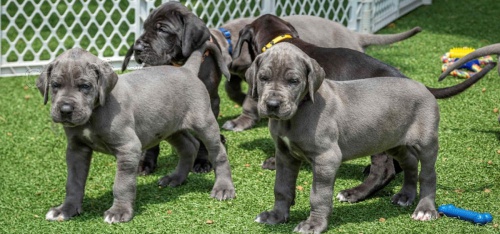 �t��ata n�meck� dogy k adopci.