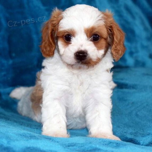 Prod�m kr�sn� �t���tka Cavapoo. M�me k prodeji p�r o�kovan�ch a od�erven�ch �t��at Cavapoo.