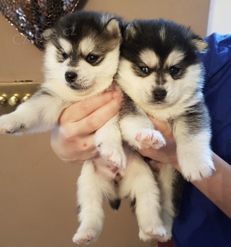 Kr�sn� �t��ata Pomskies na prodej (k��enec sibi�sk� a pomeranian)