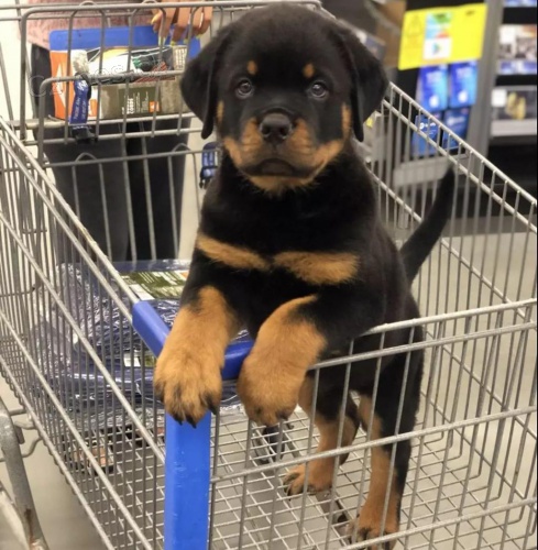 Kr�sn� �t��ata rottweiler�.