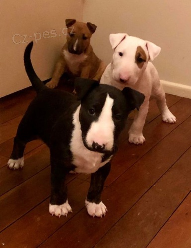 kr�sn� a o�kovan� �t���tka bulteri�ra k adopci