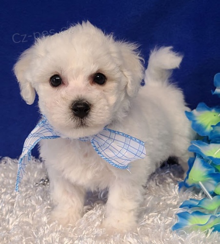 o�kovan� �t��ata Bi�onka k adopci