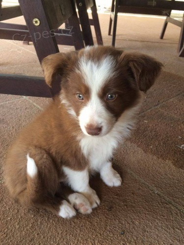 o�kovan� a od�erven� �t��ata border kolie k adopci