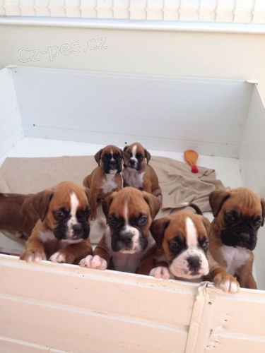 Kr�sn� �t���tka boxera k adopci