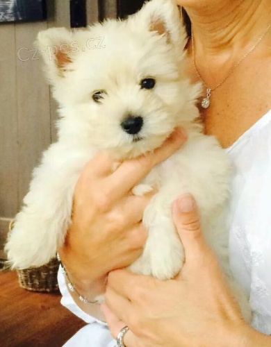 �t��ata West Highland White Terriers k adopci