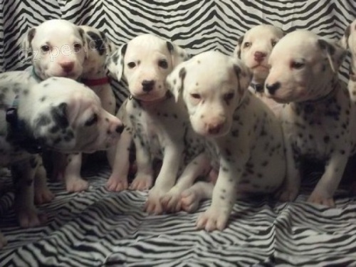 Prod�m kr�sn� a zdrav� o�kovan� �t��ata dalmatin�