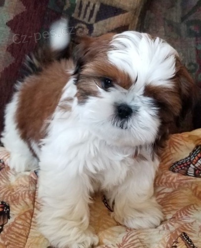 Prod�m �t��ata SHIH TZU