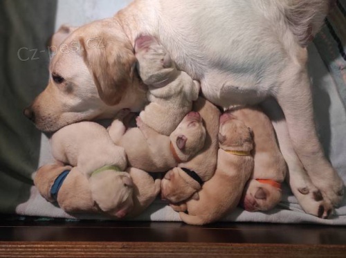 Labradorsk� retriever �lut� �t���tka s PP