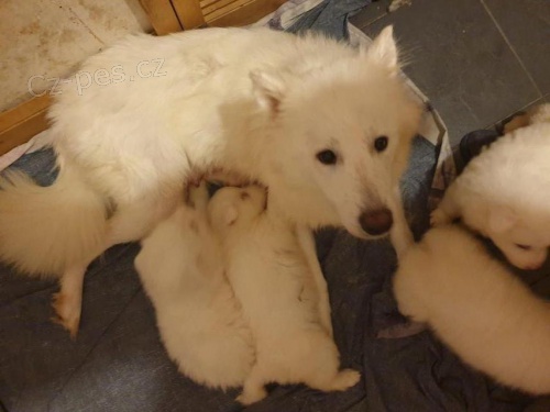 Rozko�n� �t��ata samojed� p�ipraven� k adopci