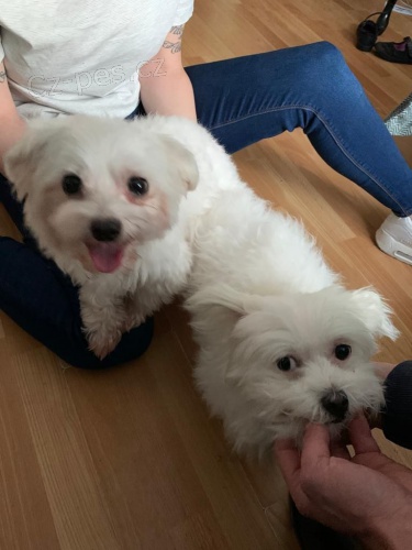 Super rozko�n� malt�zsk� �t��ata