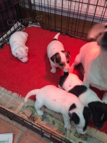 Kr�sn� �t��ata Jack Russell Terrier