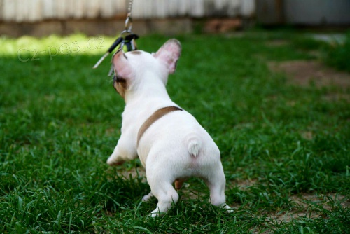 Francouzsk� buldo�ek