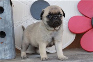 Rozko�n� �t��ata mopsl�k�.