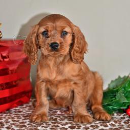 Kaval�r King Charles �pan�l �t��ata.