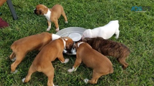 Boxer �t��ata.