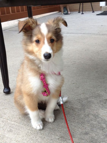 Prod�m �t��ata n�meck� �eltie