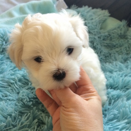 O�KOVAN� �t��ata mini malt�z��k� k adopci.