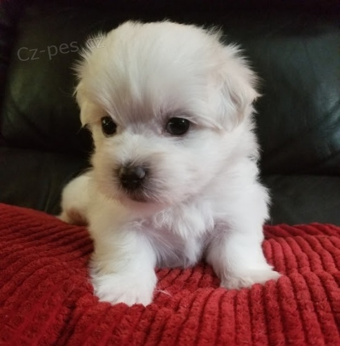 mini �t���tka malt�z��ka k adopci.