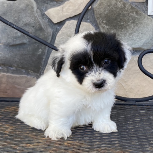 havanese �t��ata k adopci
