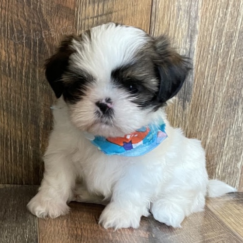 �t��ata SHIH TZU k adopci