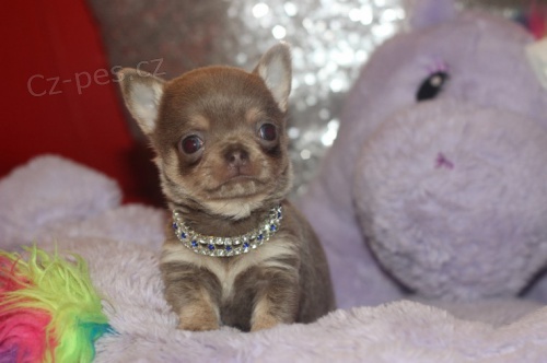 kr�sn� �t��ata �ivavy