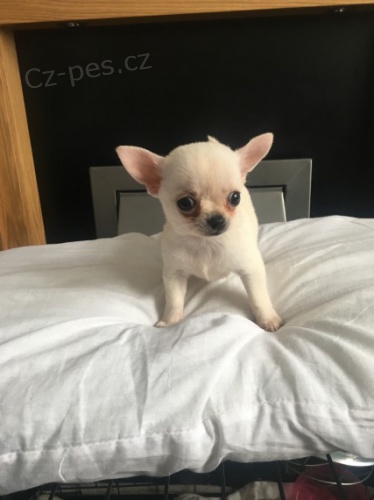 kr�sn� �t���tka �ivavy k adopci