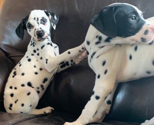 o�kovan� a od�erven� �t��ata dalmatin� k adopci