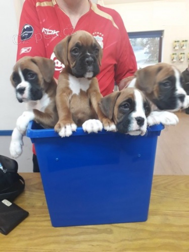 �t��ata boxera k adopci