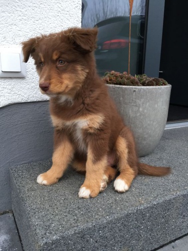 Prod�m roztomil� �t��ata australsk�ho ov��ka