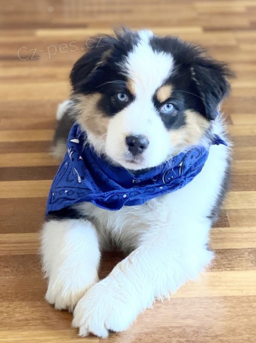 Prod�m o�kovan� �t��ata australsk�ho ov��ka