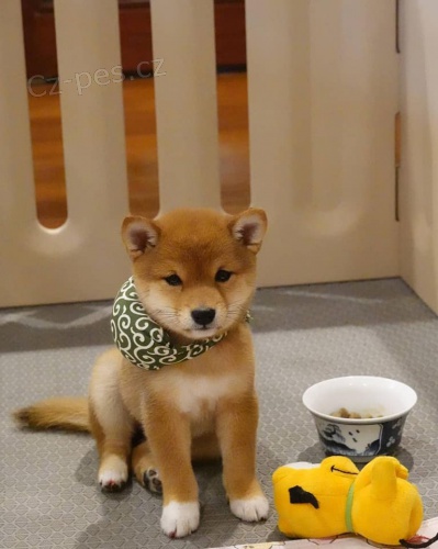 �t��ata shiba inu k adopci