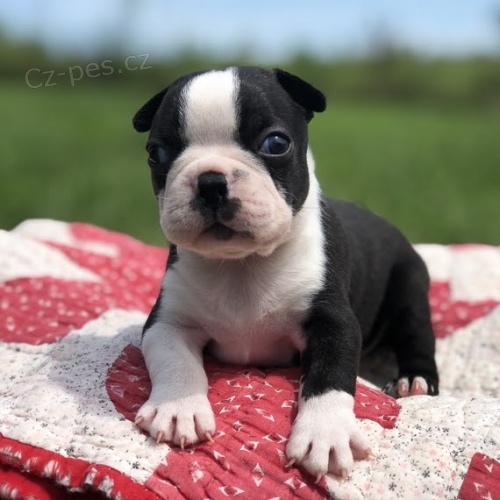 �t��ata bostonsk�ho teri�ra k adopci