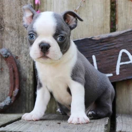 �t��ata bostonsk�ho teri�ra k adopci