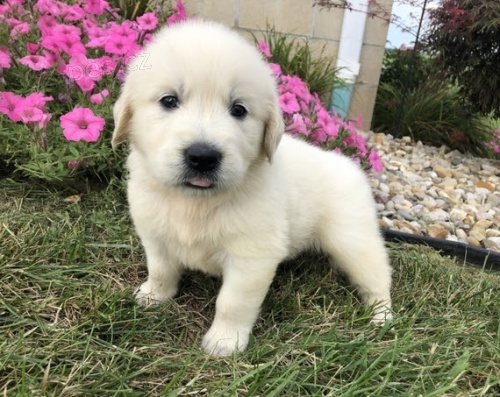 Prod�m �t��ata zlat�ho retr�vra.