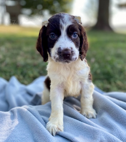 Prod�m zdrav� a kr�sn� �t��ata anglick�ho �pringr�pan�la a psa.