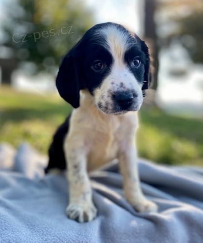 Prod�m zdrav� �t��ata anglick�ho �pringr�pan�la.