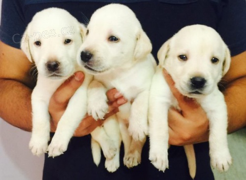 Prod�m zdrav� a o�kovan� �t��ata labradorsk�ho retr�vra.