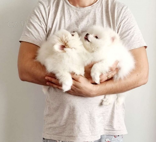N�meck� �pic. Mini pomeranian s PP